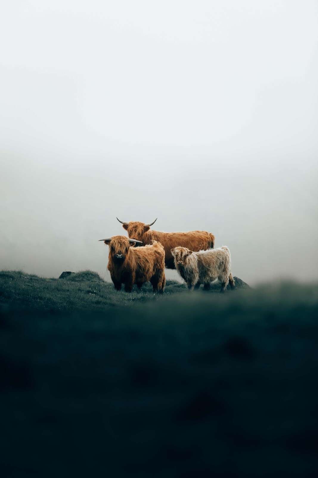 Highlanders dans la brume du matin