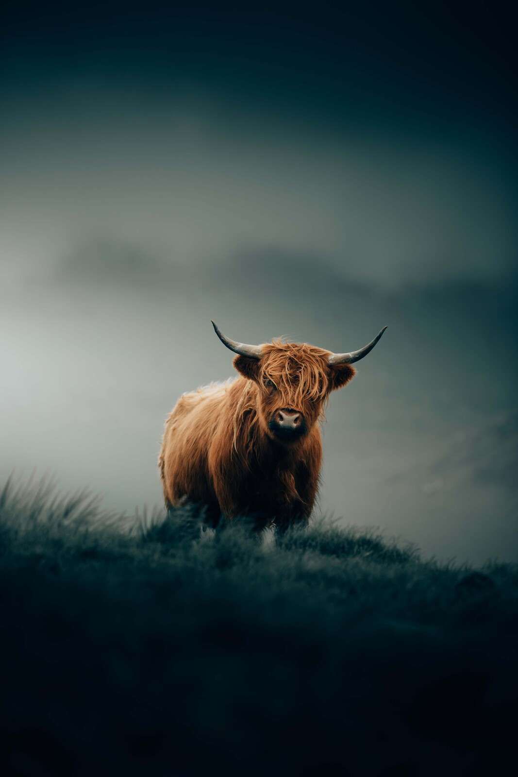 Highlander solitaire dans la brume du matin