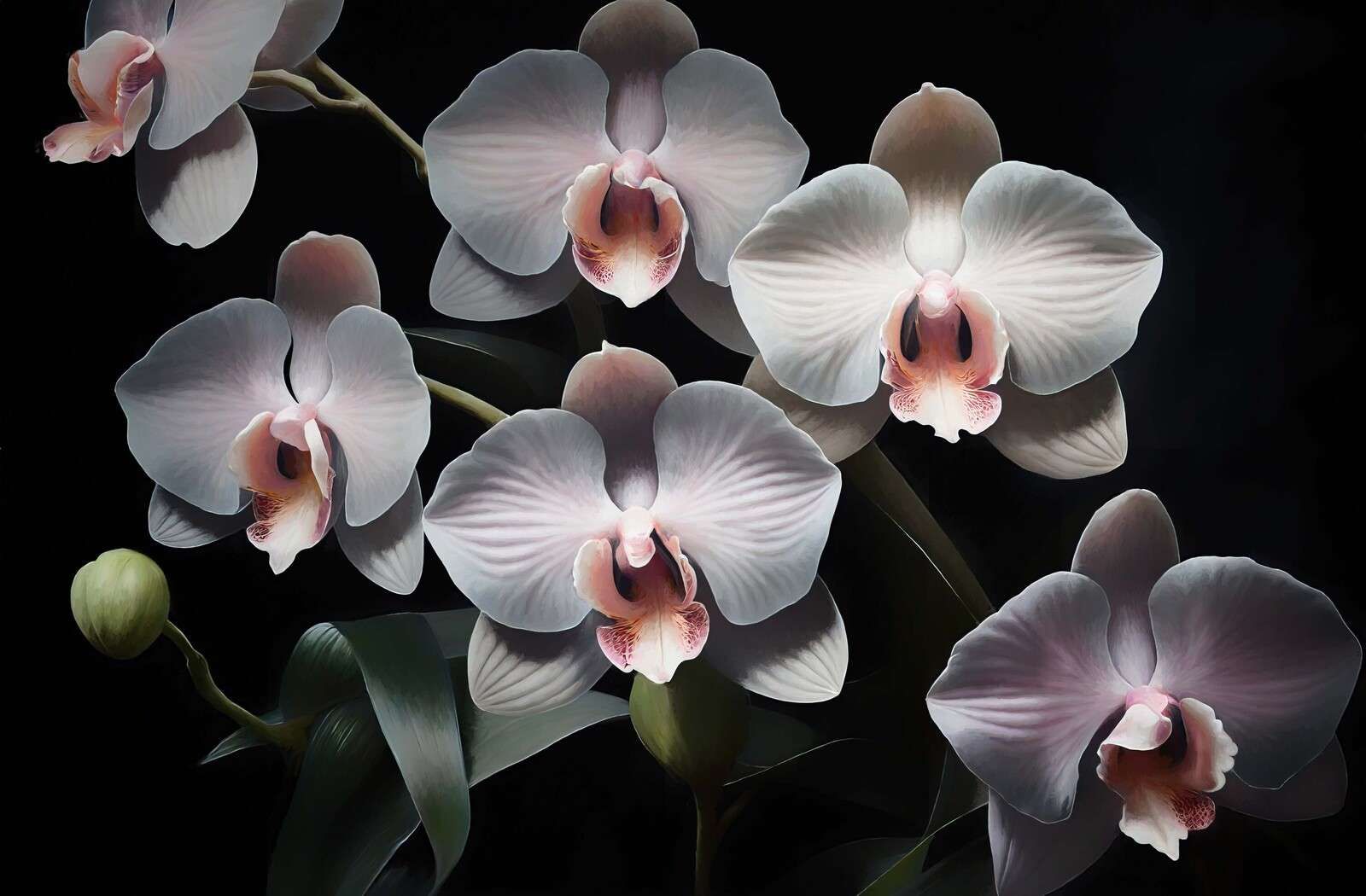 Orchidées blanches avec cœur rose.