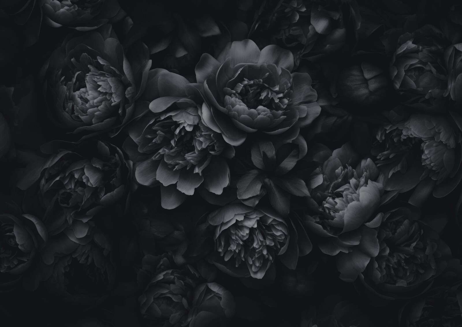 Fleurs opulentes noires et grises