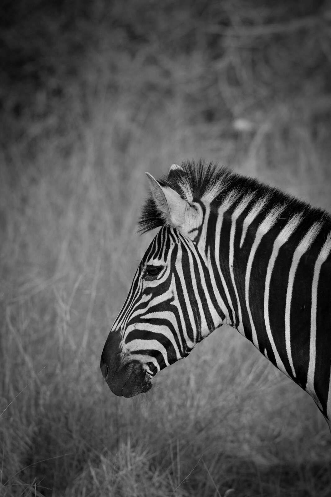 Zèbre à rayures noires et blanches à fort contraste