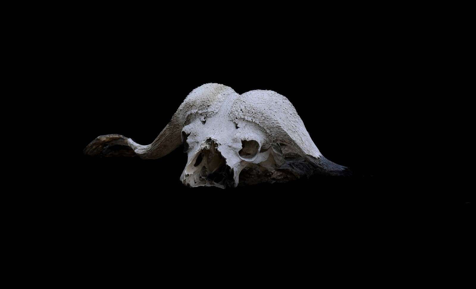 Crâne de buffle minimaliste sur fond noir
