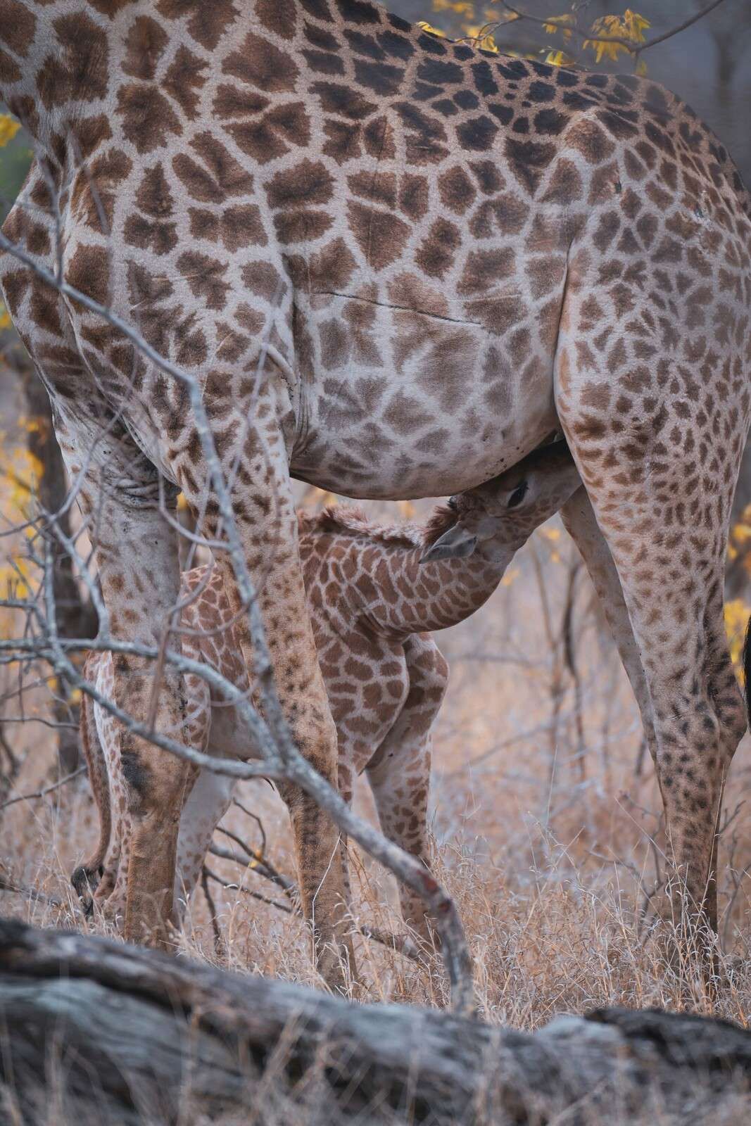 Structure détaillée du pelage de la girafe