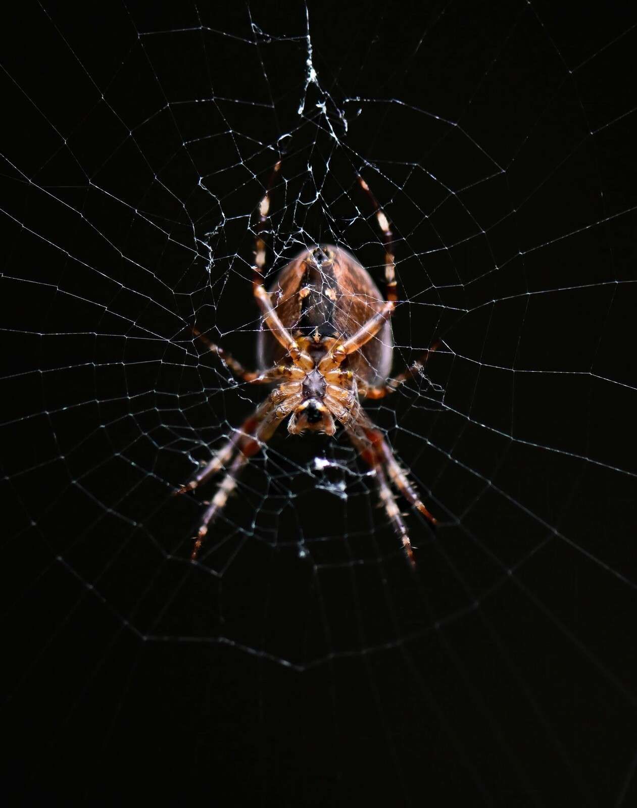 araignée détaillée dans une toile