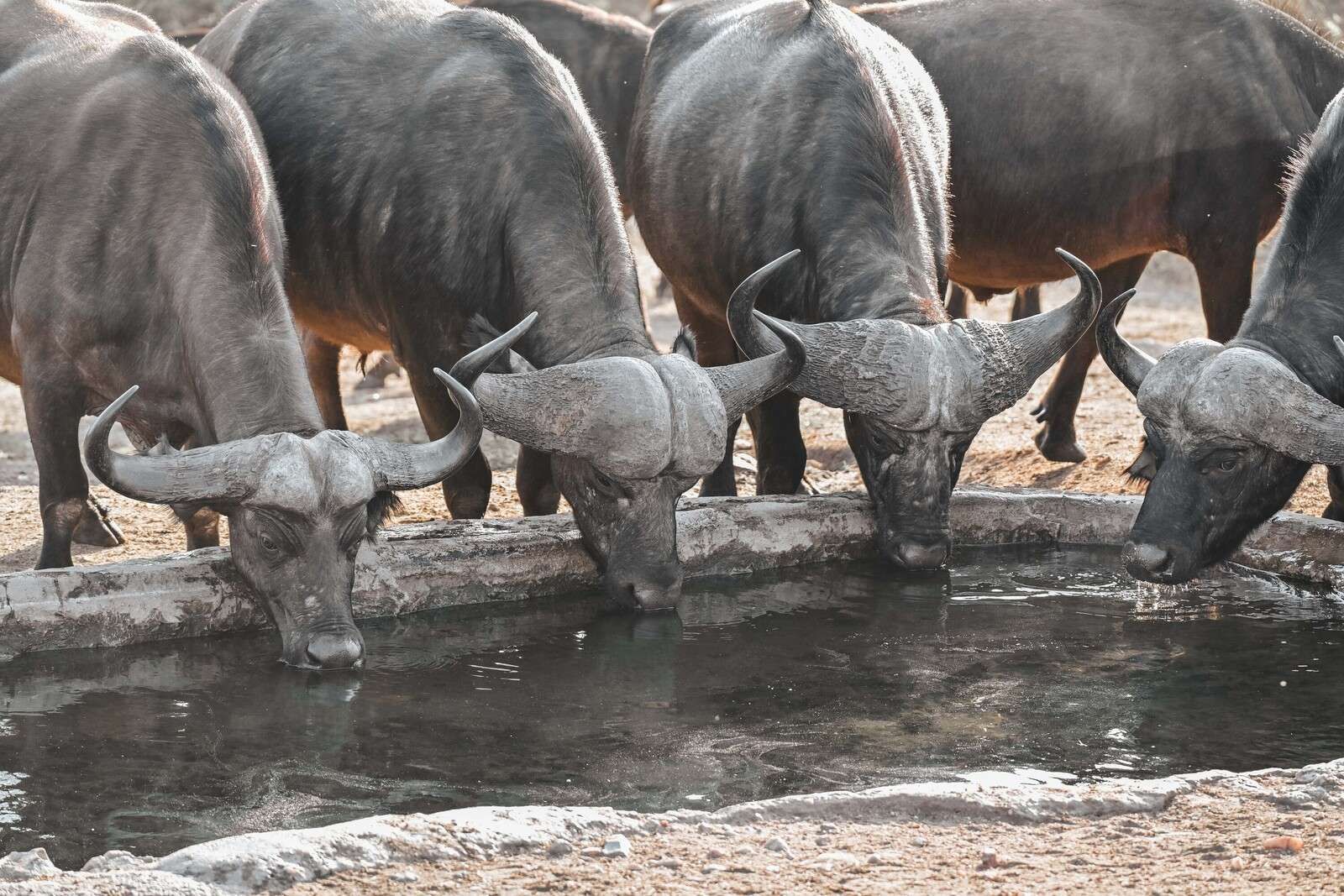 Buffles africains près d'une mare