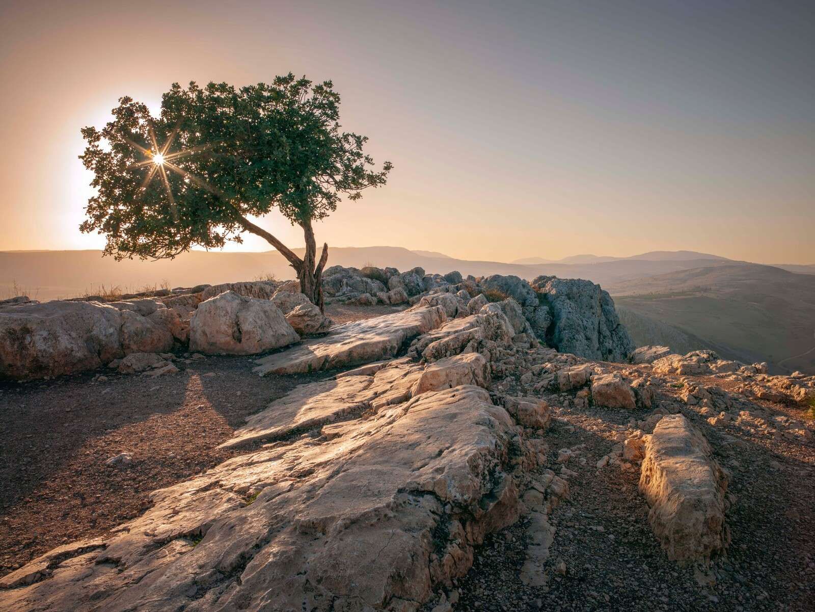 Arbre solitaire sur un paysage rocheux