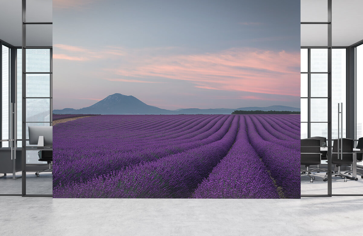 Landscape Lavender field 8