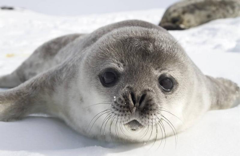 fotobehang met zeehond